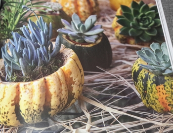 Inspiration citrouille déco recettes